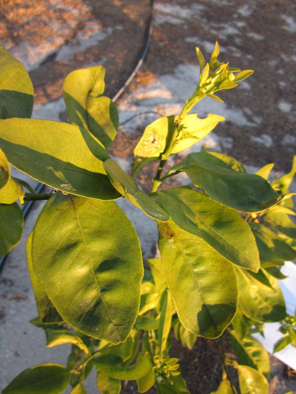            Sun leaves (Winter Haven, FL)   